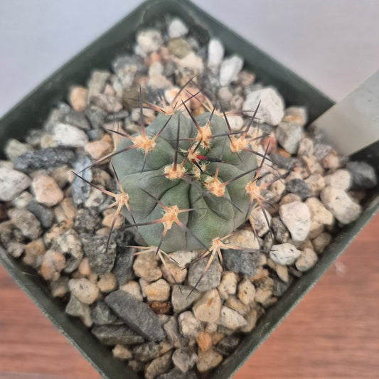 Acanthocalycium glaucum (#30) Live Cactus in 4 Inch - Exact Plant