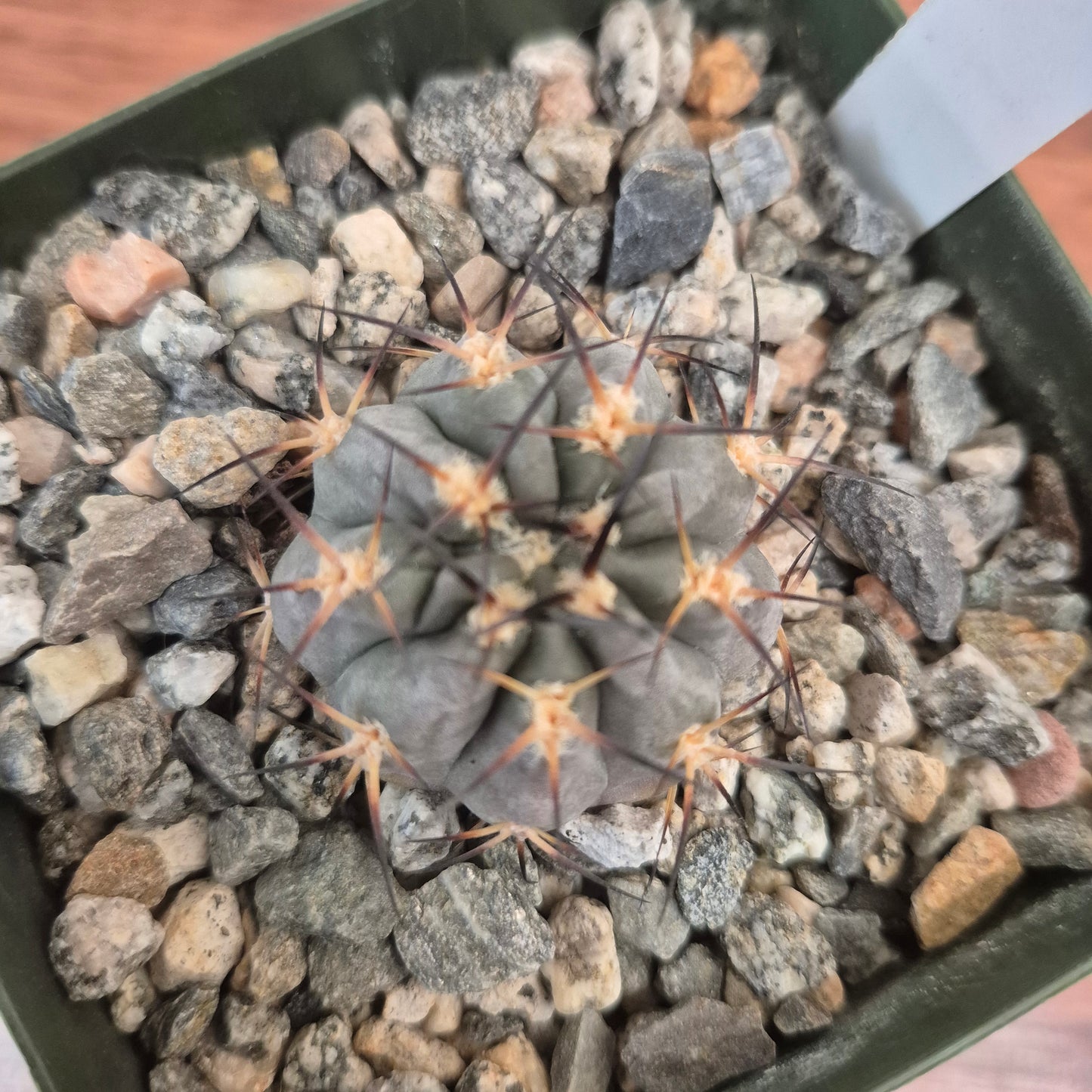 Acanthocalycium glaucum (#49) Live Cactus in 4 Inch - Exact Plant