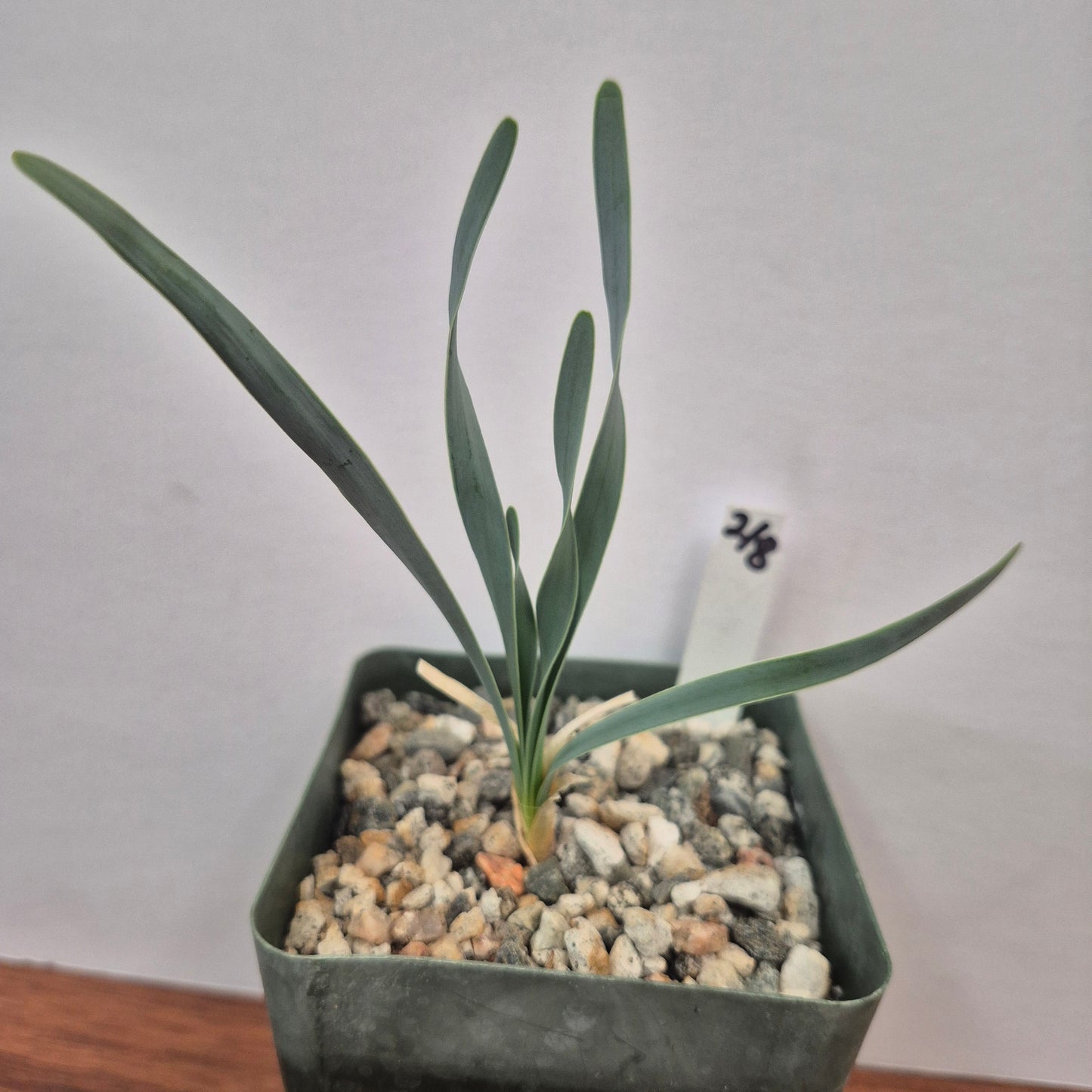 Boophone disticha (#218) Live Succulent in 4 Inch - Exact Plant