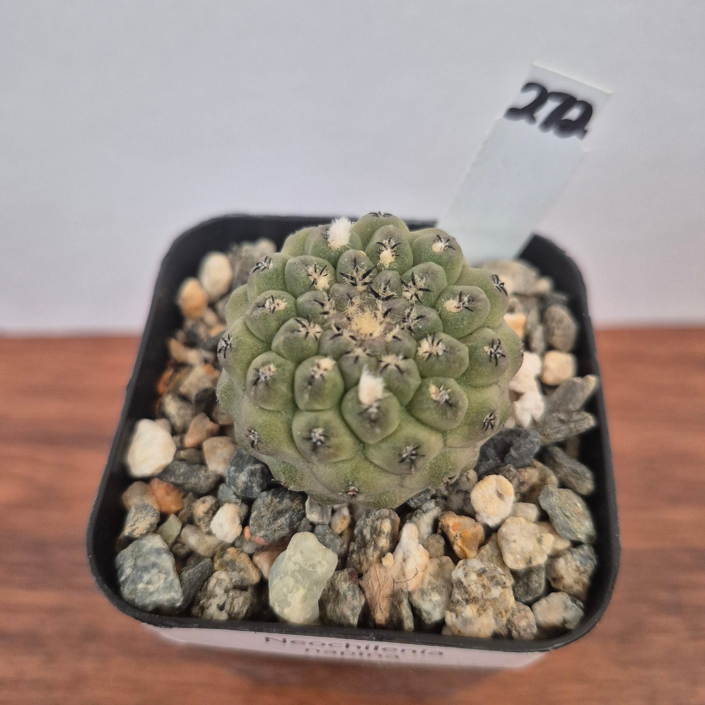 Neochilenia napina (#272) Live Cactus in 2.5 Inch - Exact Plant
