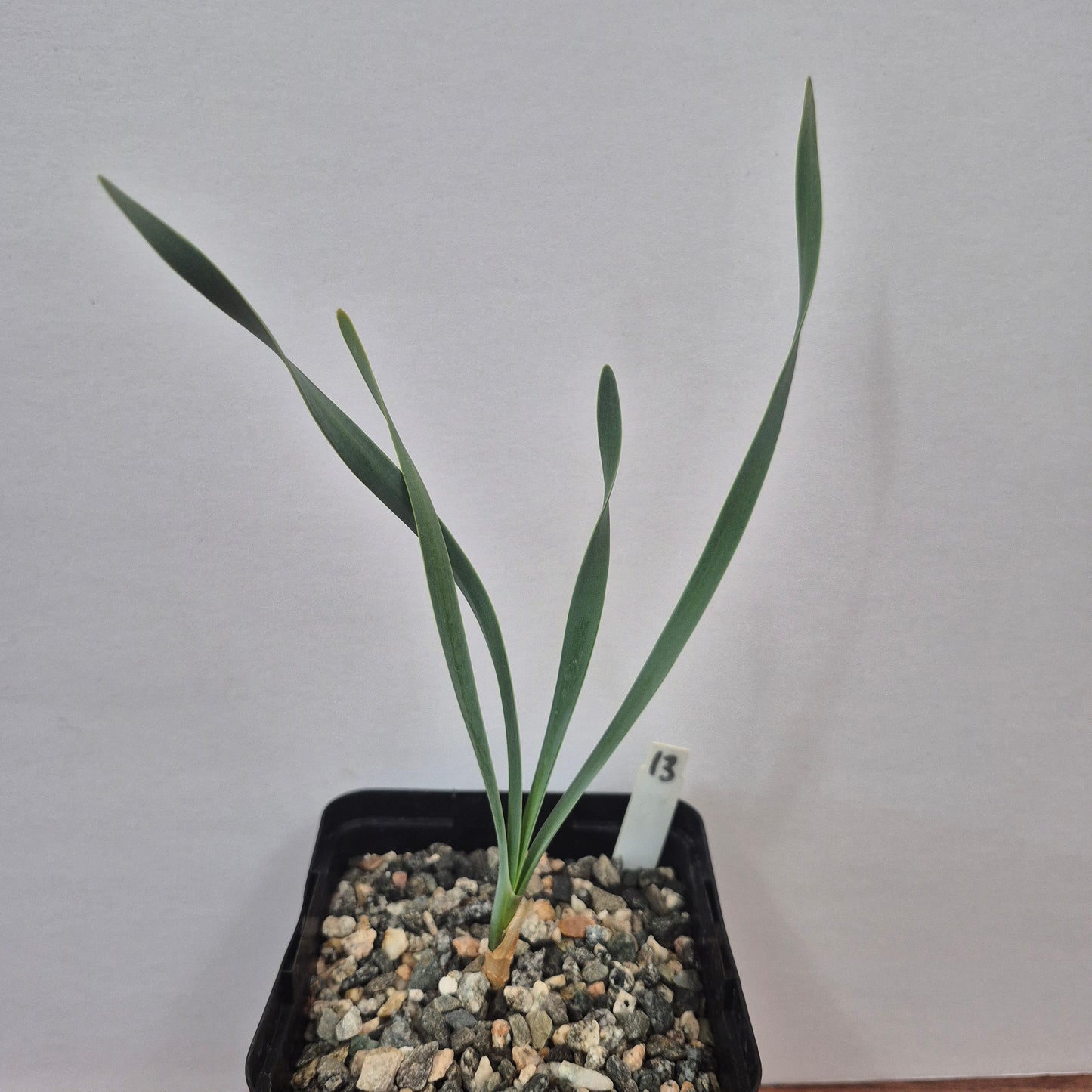 Boophone haemanthoides (#13) Live Succulent in 5 Inch - Exact Plant