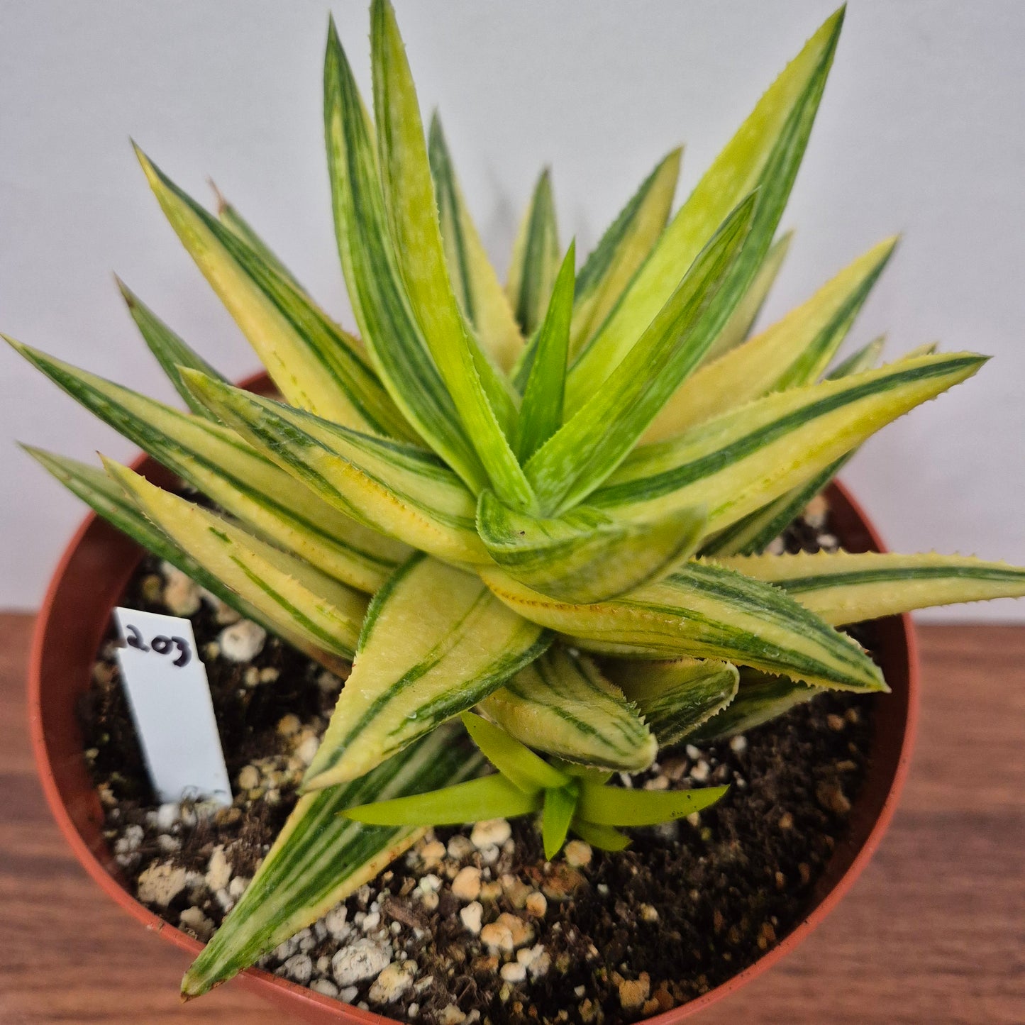 Gasteraloe 'Green Gold' (#203) Live Succulent in 6 Inch - Exact Plant