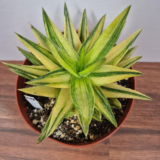 Gasteraloe 'Green Gold' (#203) Live Succulent in 6 Inch - Exact Plant