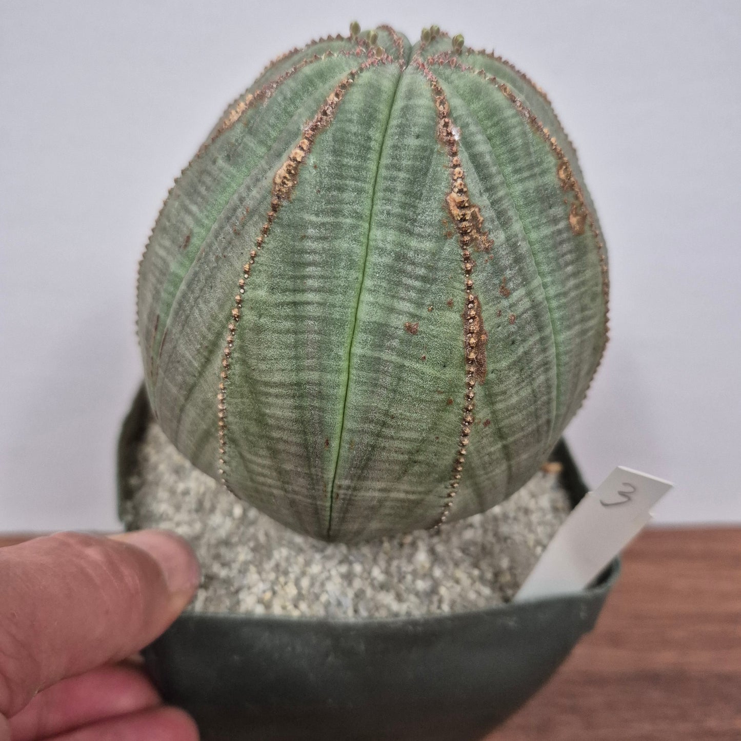 Euphorbia obesa (Female) (#3) Live Succulent in 5 Inch - Exact Plant