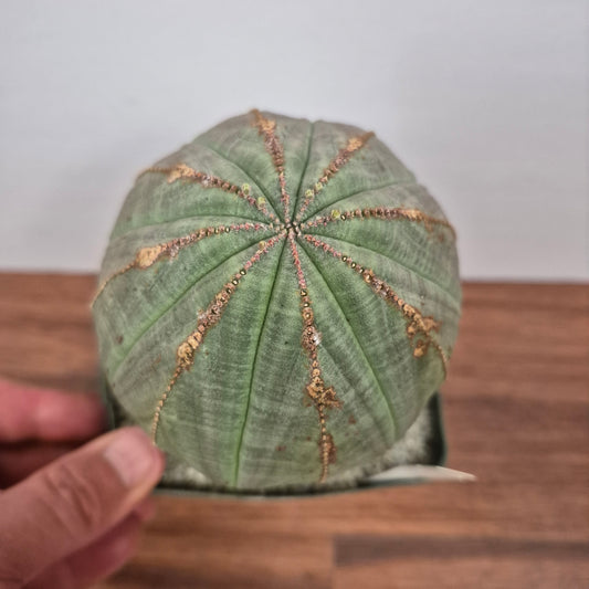 Euphorbia obesa (Female) (#3) Live Succulent in 5 Inch - Exact Plant