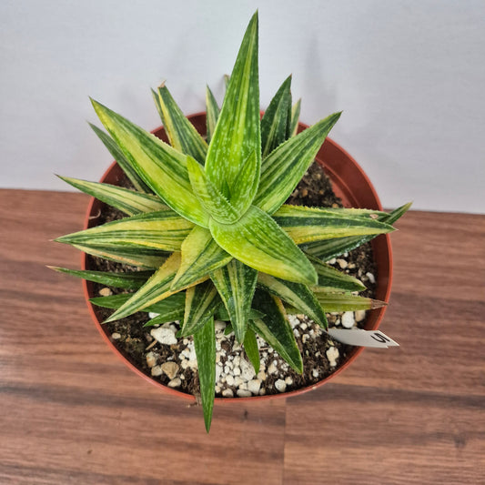 Gasteraloe 'Green Gold' (#5) Live Succulent in 6 Inch - Exact Plant