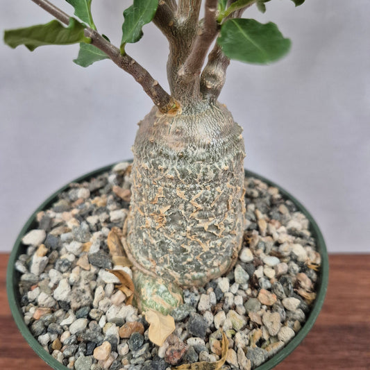 Fockea edulis (#4) Live Succulent in 5 Inch - Exact Plant