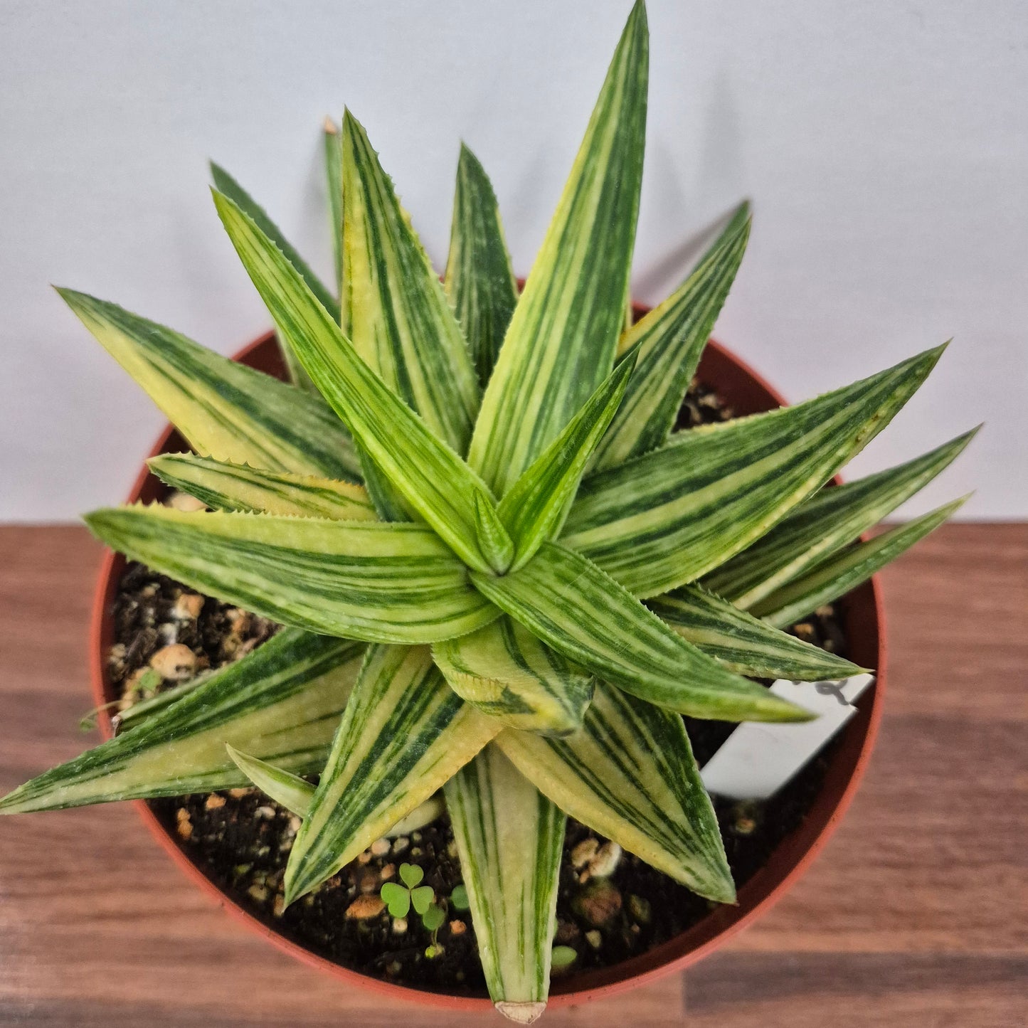 Gasteraloe 'Green Gold' (#12) Live Succulent in 6 Inch - Exact Plant