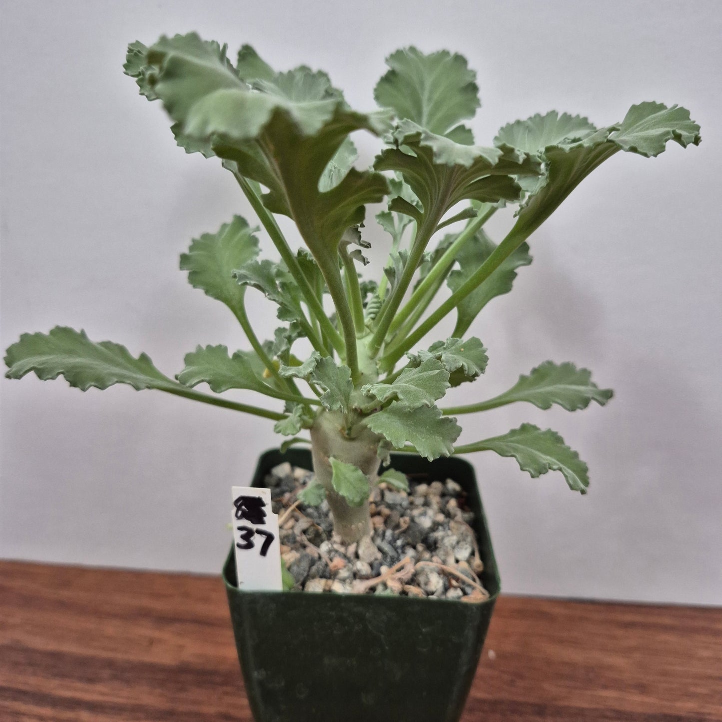 Pelargonium klinghardtense (#37) Live Succulent in 4 Inch - Exact Plant