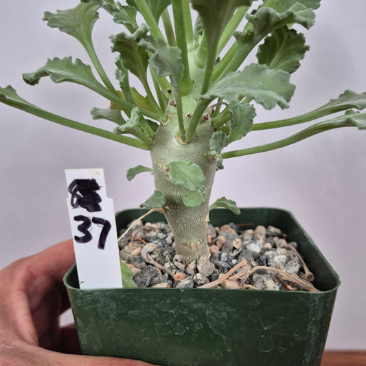 Pelargonium klinghardtense (#37) Live Succulent in 4 Inch - Exact Plant