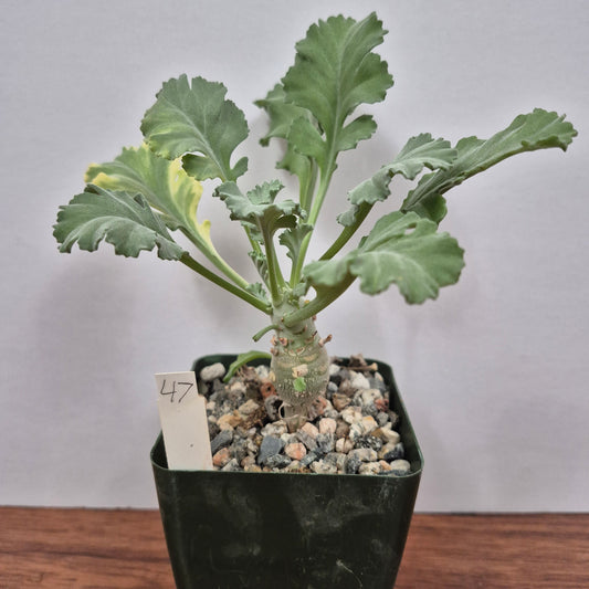 Pelargonium klinghardtense variegata (#47) Live Succulent in 4 Inch - Exact Plant