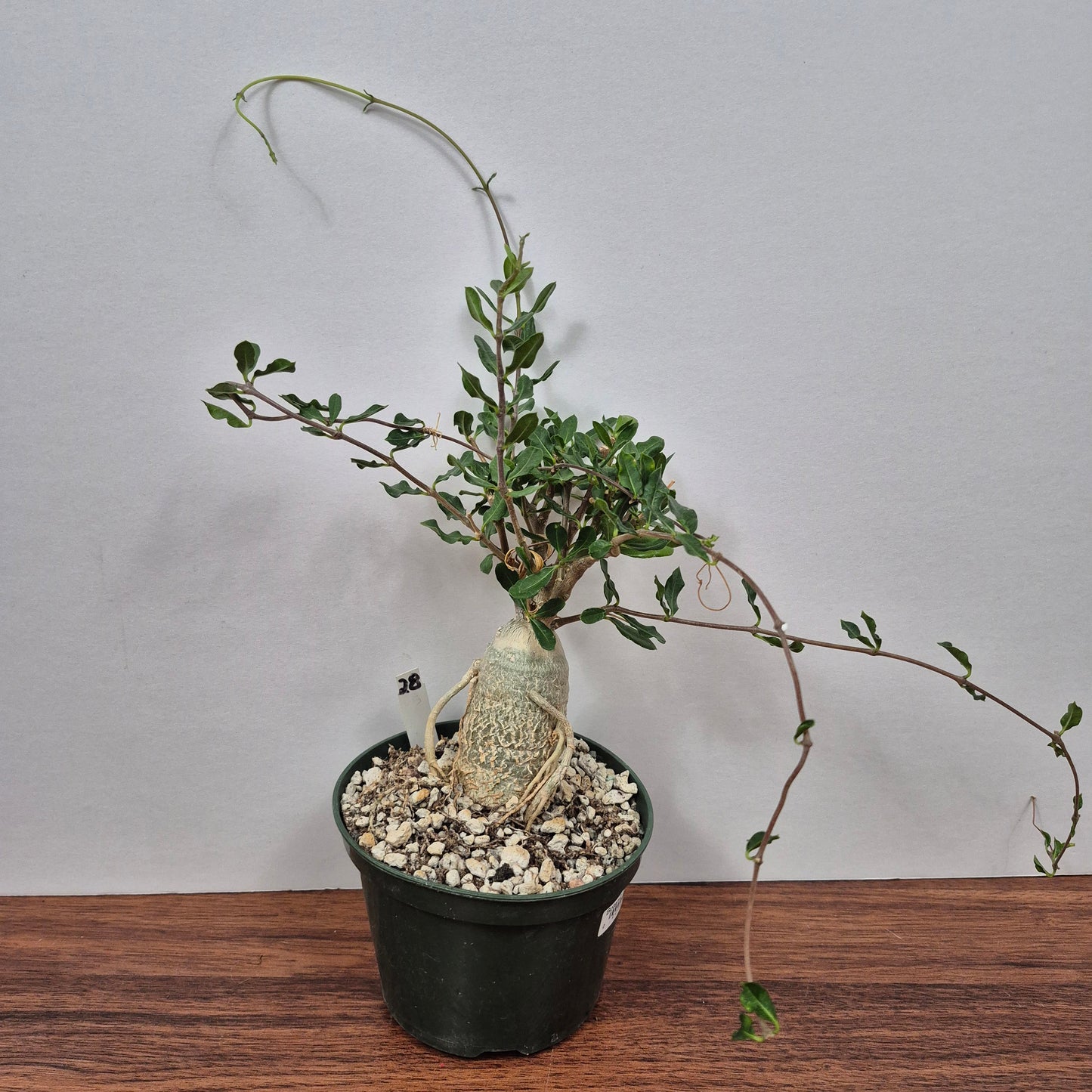 Fockea edulis (#28) Live Succulent in 5 Inch - Exact Plant