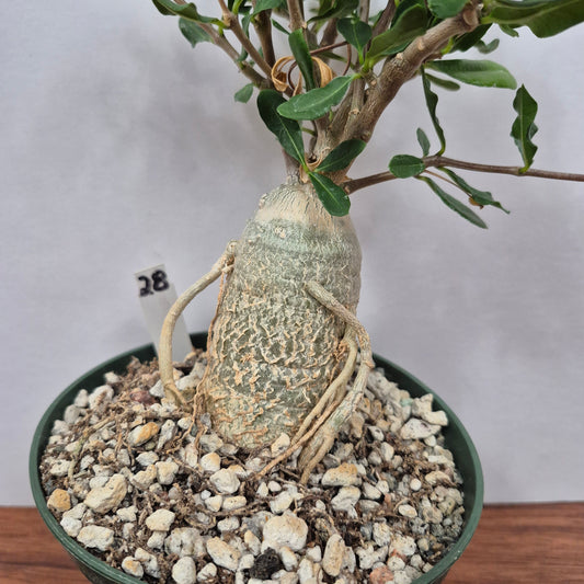 Fockea edulis (#28) Live Succulent in 5 Inch - Exact Plant