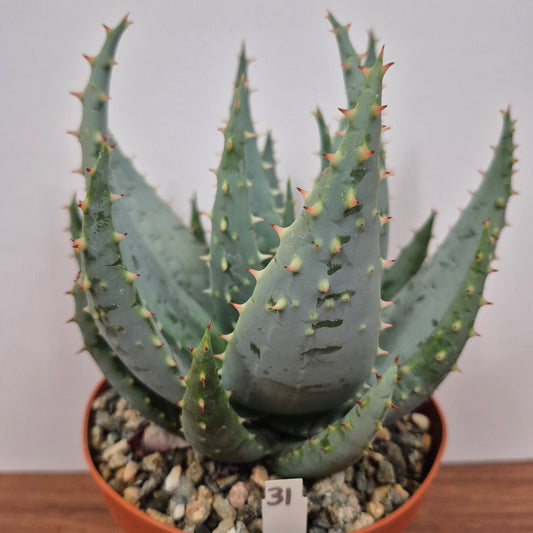 Aloe peglerae (#31) Live Succulent in 6 Inch - Exact Plant