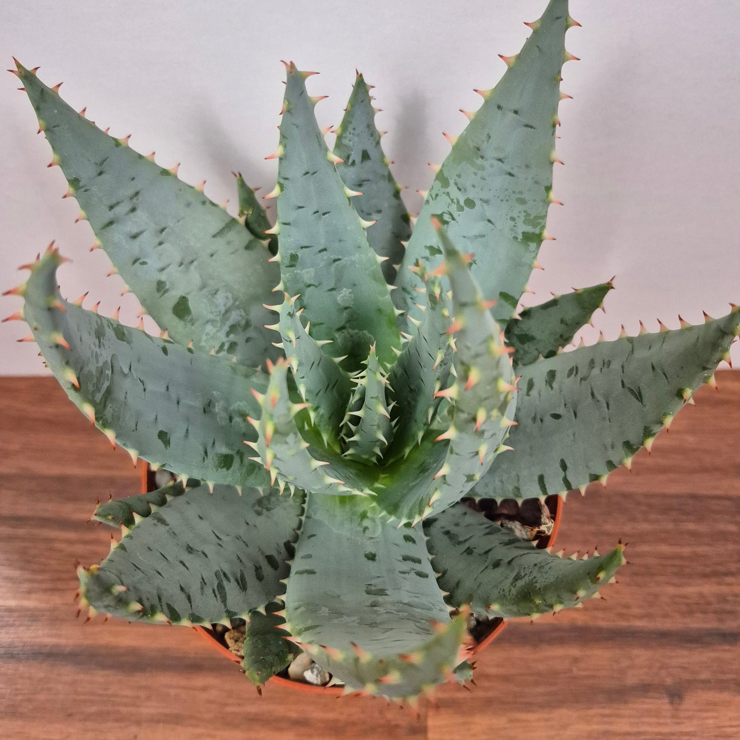 Aloe peglerae (#31) Live Succulent in 6 Inch - Exact Plant