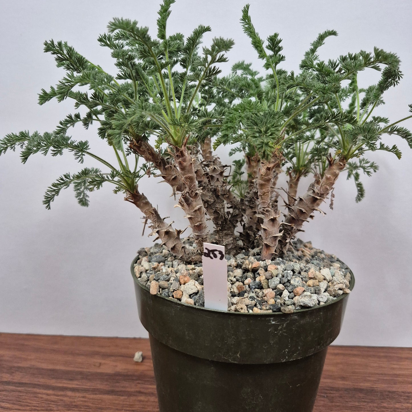 Pelargonium hirtum (#253) Live Succulent in 6 Inch - Exact Plant