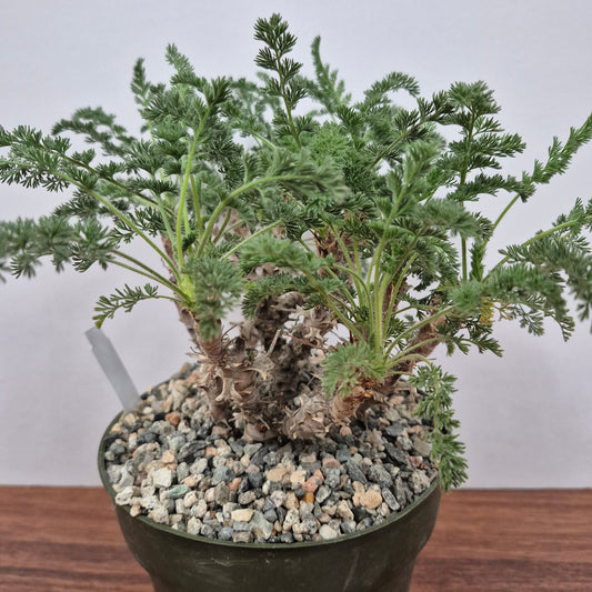 Pelargonium hirtum (#253) Live Succulent in 6 Inch - Exact Plant