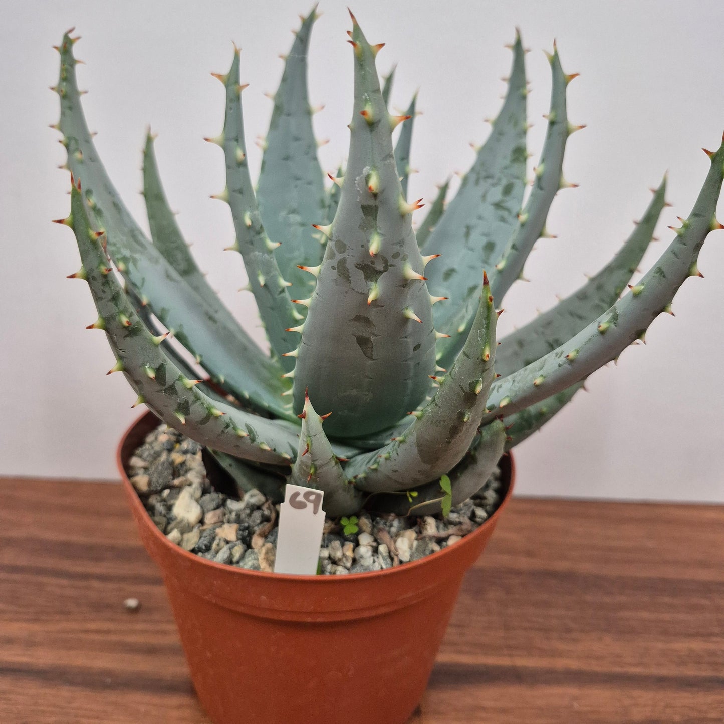 Aloe peglerae (#69) Live Succulent in 6 Inch - Exact Plant