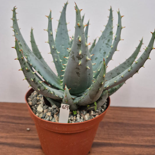Aloe peglerae (#69) Live Succulent in 6 Inch - Exact Plant