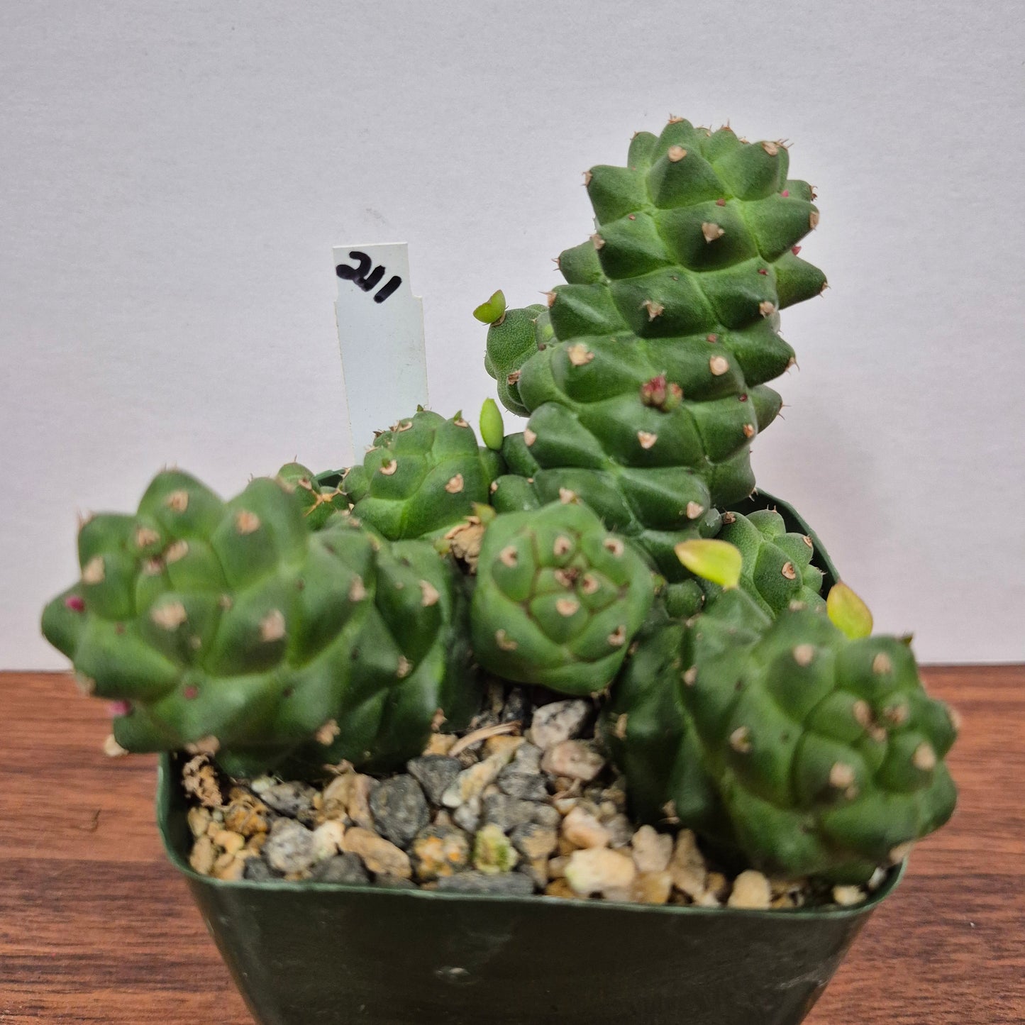 Monadenium ritchiei (#211) Live Succulent in 4 Inch - Exact Plant