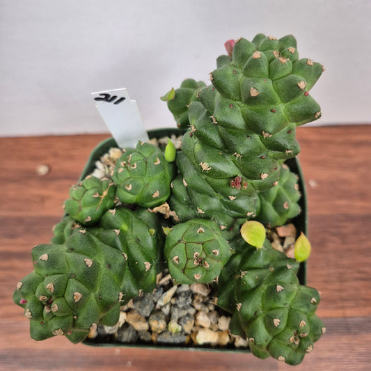 Monadenium ritchiei (#211) Live Succulent in 4 Inch - Exact Plant