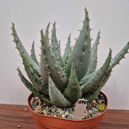 Aloe peglerae (#275) Live Succulent in 6 Inch - Exact Plant