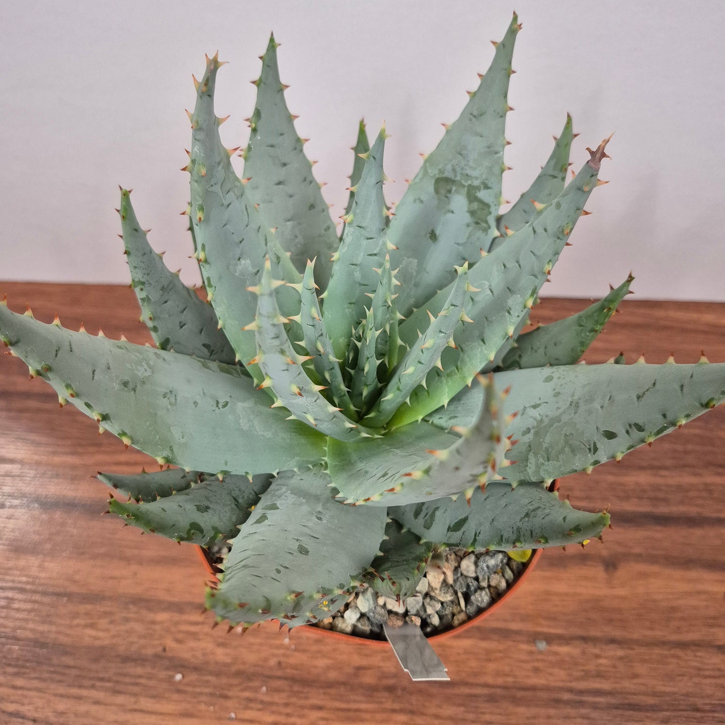 Aloe peglerae (#275) Live Succulent in 6 Inch - Exact Plant