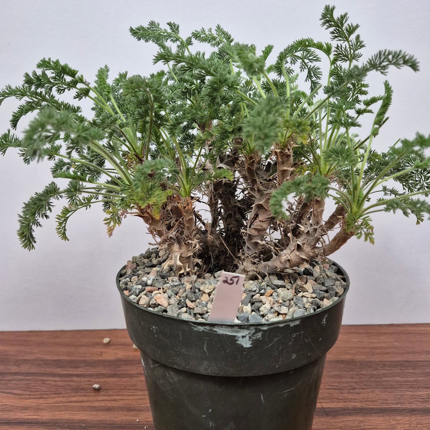 Pelargonium hirtum (#251) Live Succulent in 6 Inch - Exact Plant