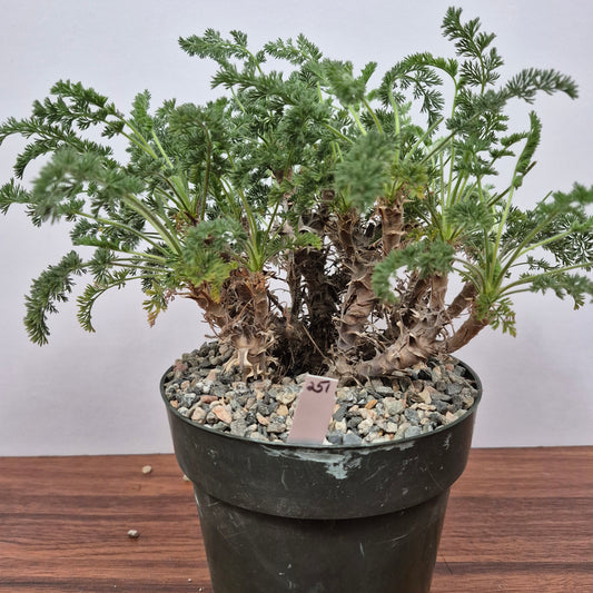 Pelargonium hirtum (#251) Live Succulent in 6 Inch - Exact Plant