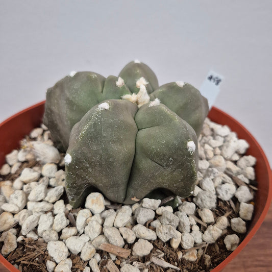 Astrophytum myriostigma kikko nudum (#258) Live Cactus in 6 Inch - Exact Plant