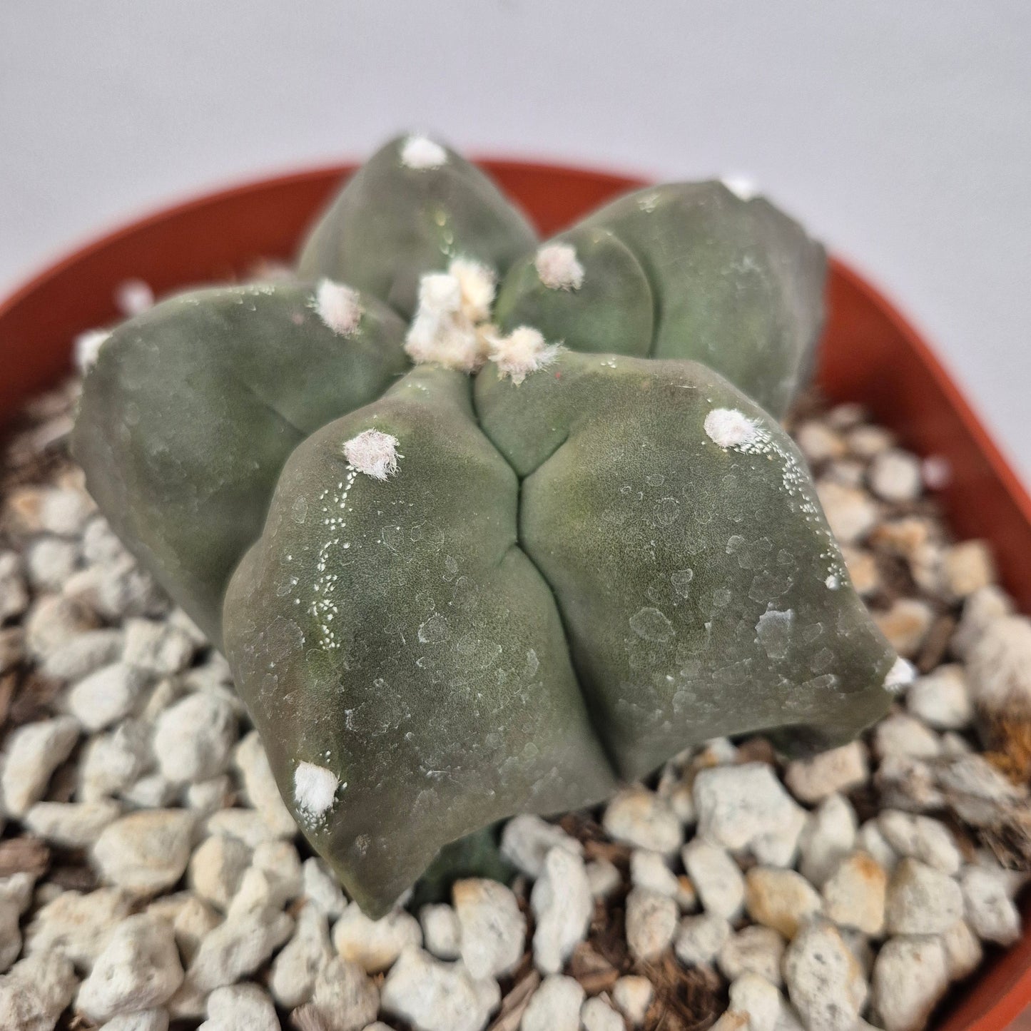 Astrophytum myriostigma kikko nudum (#258) Live Cactus in 6 Inch - Exact Plant