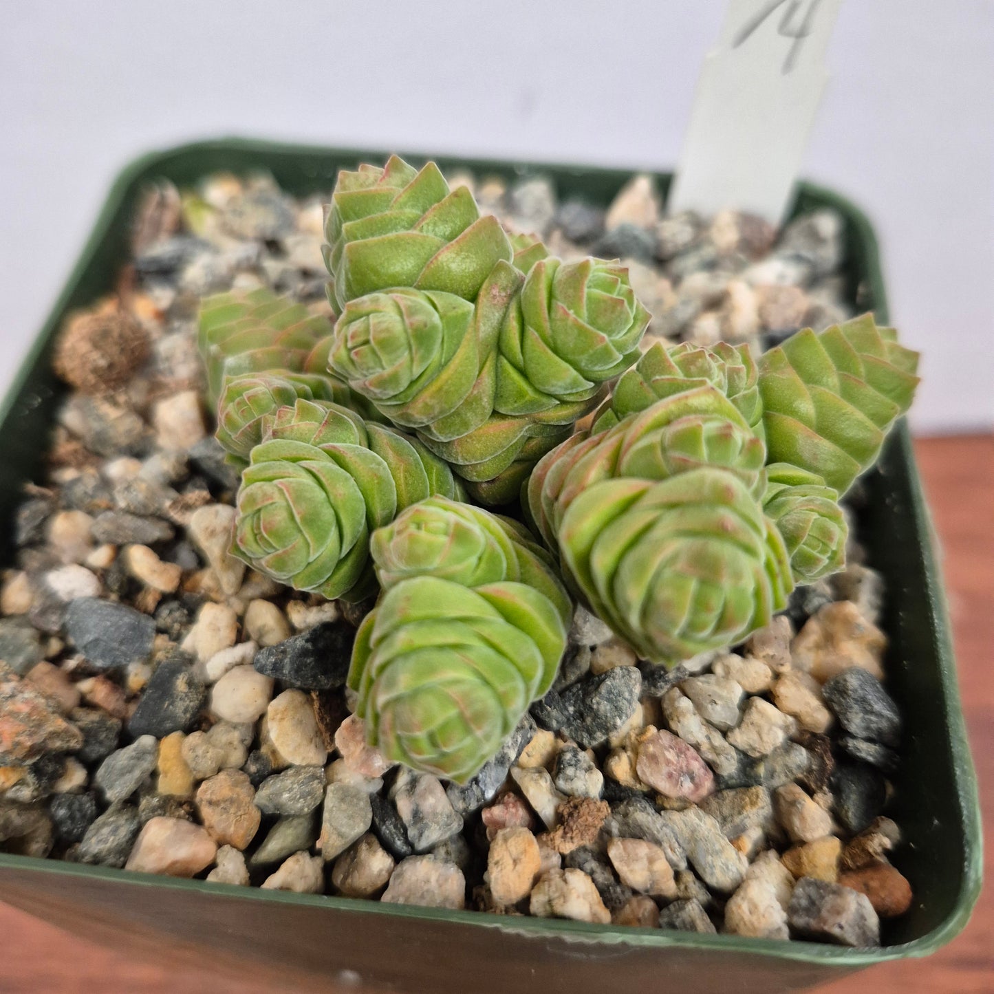 Crassula columella (#74) Live Succulent in 4 Inch - Exact Plant