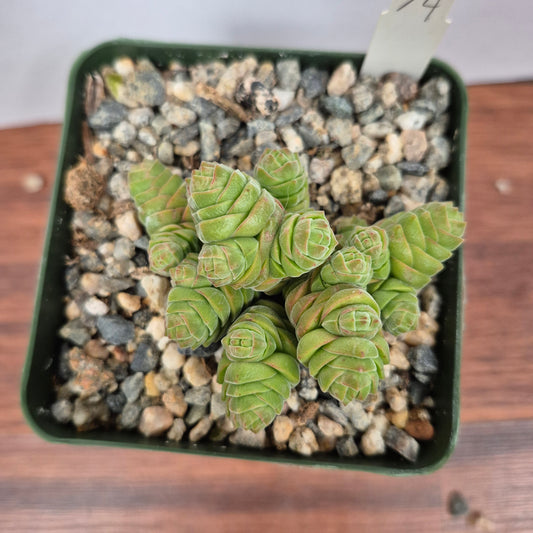 Crassula columella (#74) Live Succulent in 4 Inch - Exact Plant