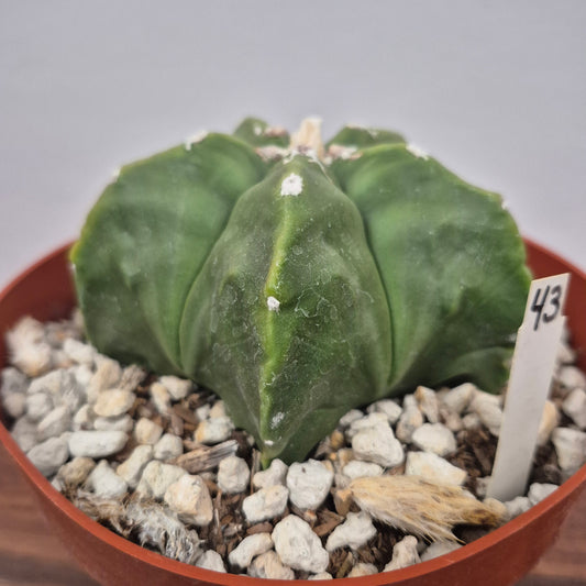 Astrophytum myriostigma kikko nudum (#43) Live Cactus in 6 Inch - Exact Plant