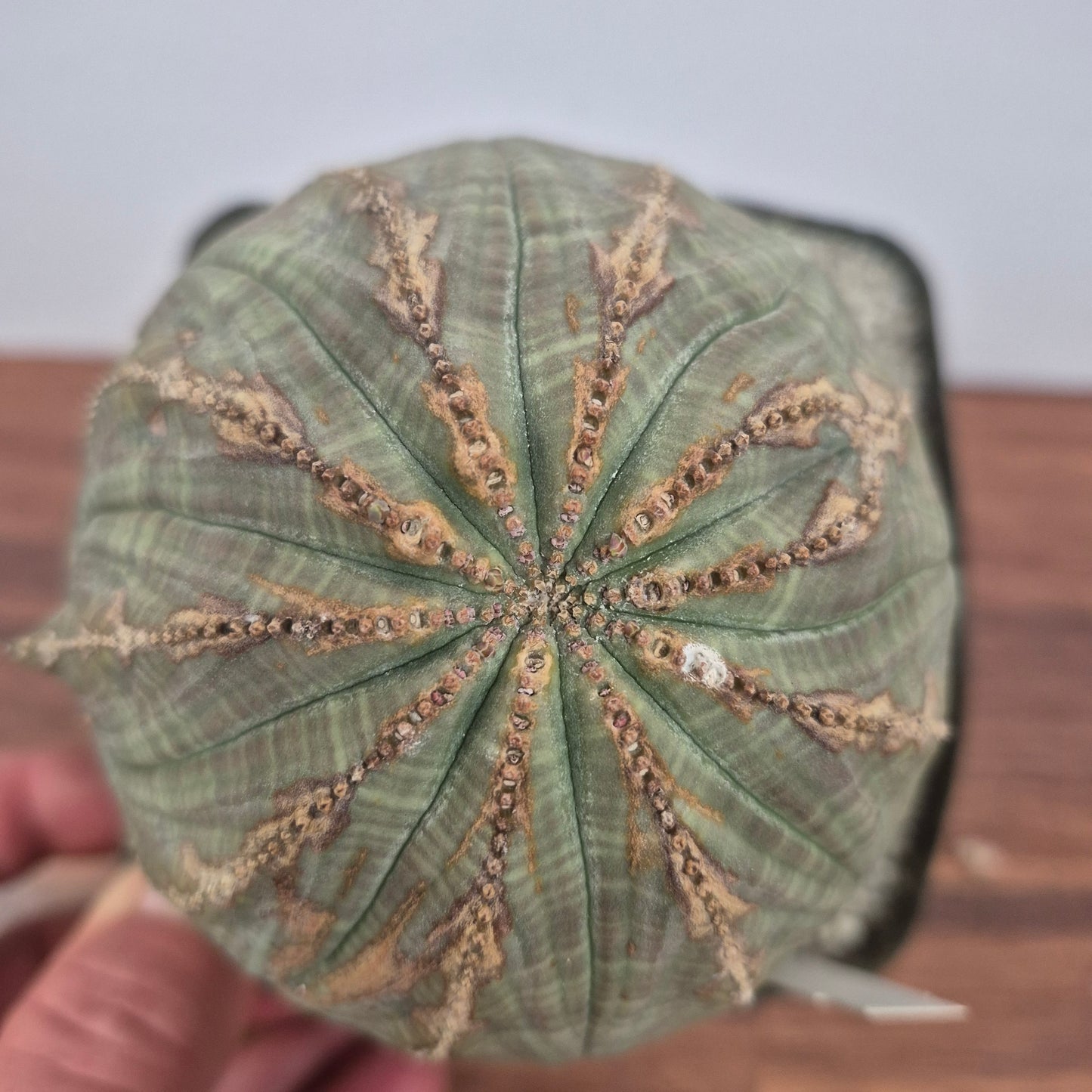 Euphorbia obesa (#42) Live Succulent in 5 Inch - Exact Plant