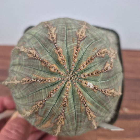 Euphorbia obesa (#42) Live Succulent in 5 Inch - Exact Plant