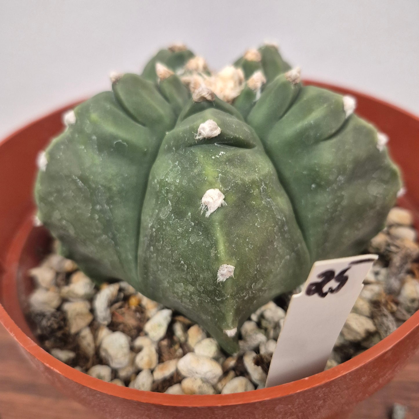 Astrophytum myriostigma kikko nudum (#25) Live Cactus in 6 Inch - Exact Plant