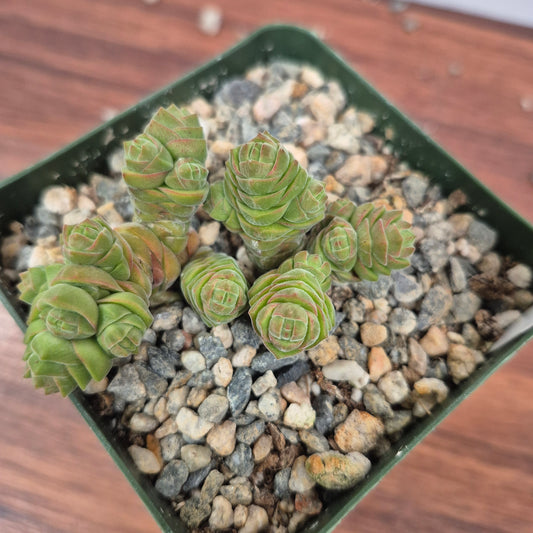 Crassula columella (#125) Live Succulent in 4 Inch - Exact Plant