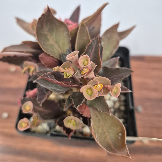 Euphorbia francoisii (#3) Live Succulent in 5 Inch - Exact Plant