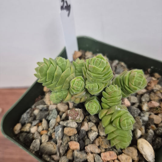 Crassula columella (#229) Live Succulent in 4 Inch - Exact Plant