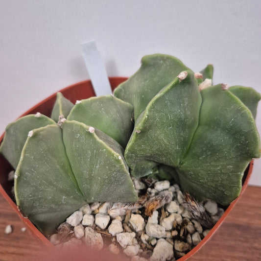 Astrophytum myriostigma kikko nudum (#247) Live Cactus in 6 Inch - Exact Plant