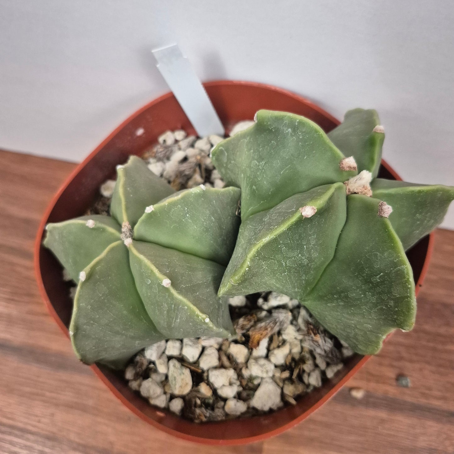 Astrophytum myriostigma kikko nudum (#247) Live Cactus in 6 Inch - Exact Plant