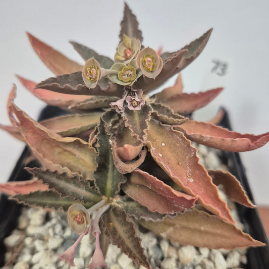 Euphorbia francoisii (#73) Live Succulent in 5 Inch - Exact Plant