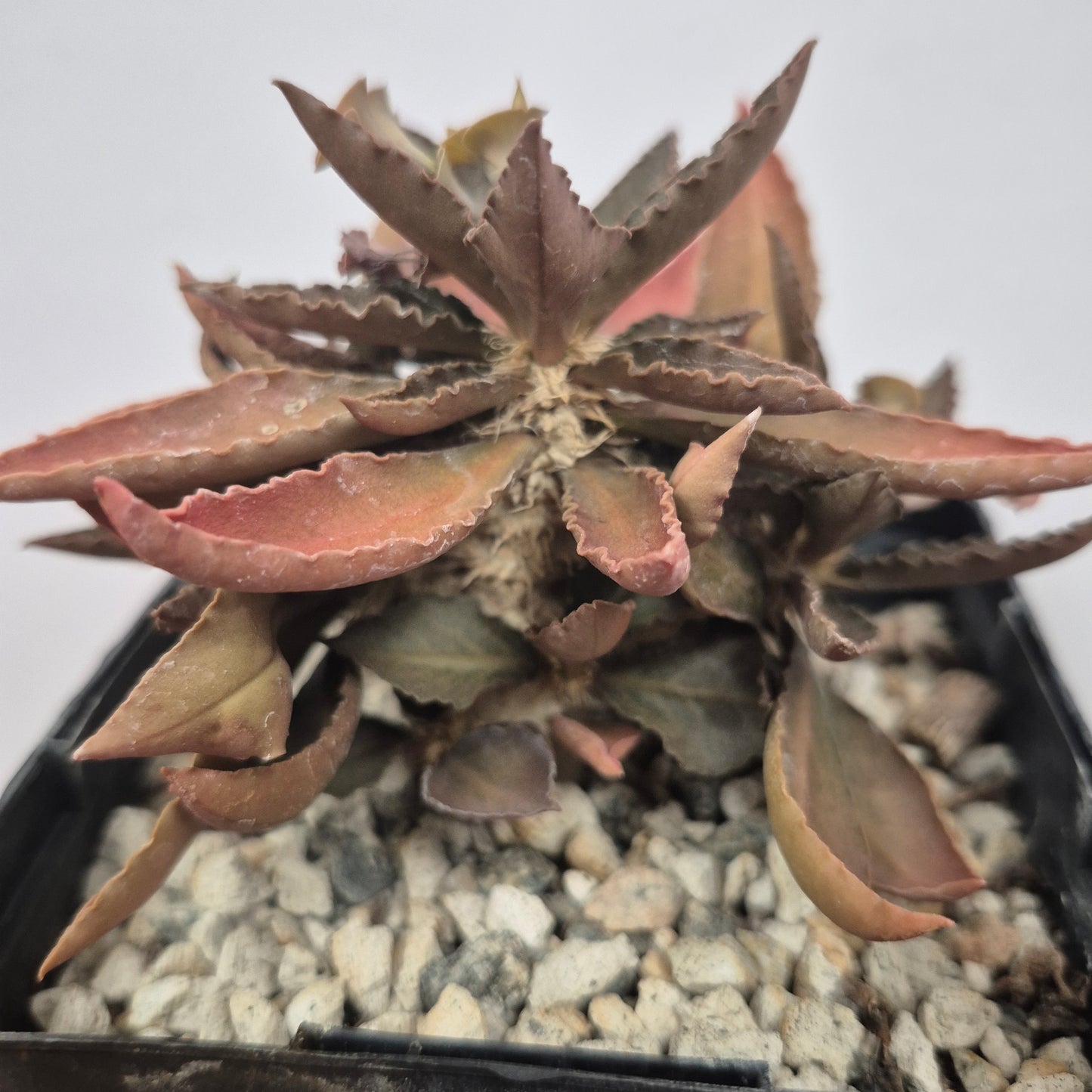 Euphorbia francoisii (#73) Live Succulent in 5 Inch - Exact Plant