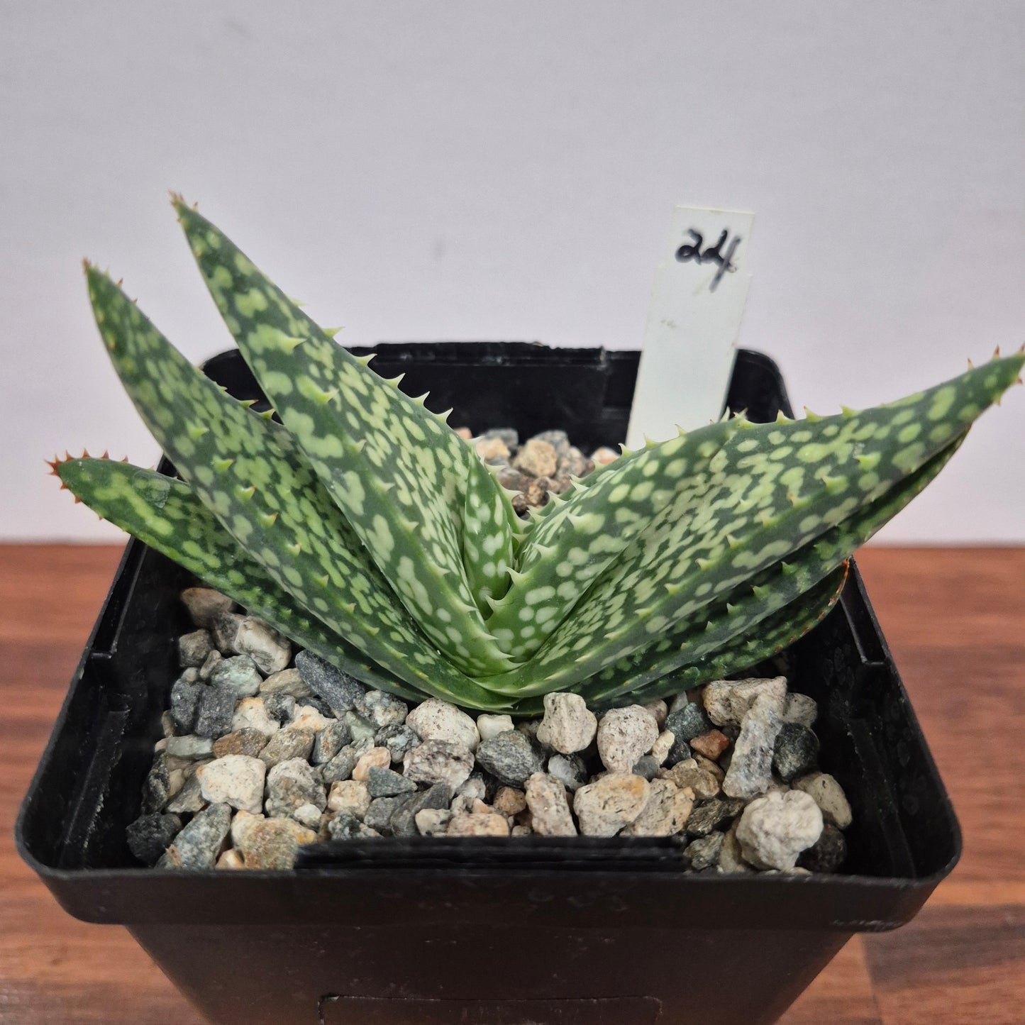 Aloe woodii (#24) Live Succulent in 4 Inch - Exact Plant
