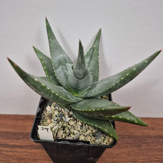Aloe meyeri (#39) Live Succulent in 4 Inch - Exact Plant