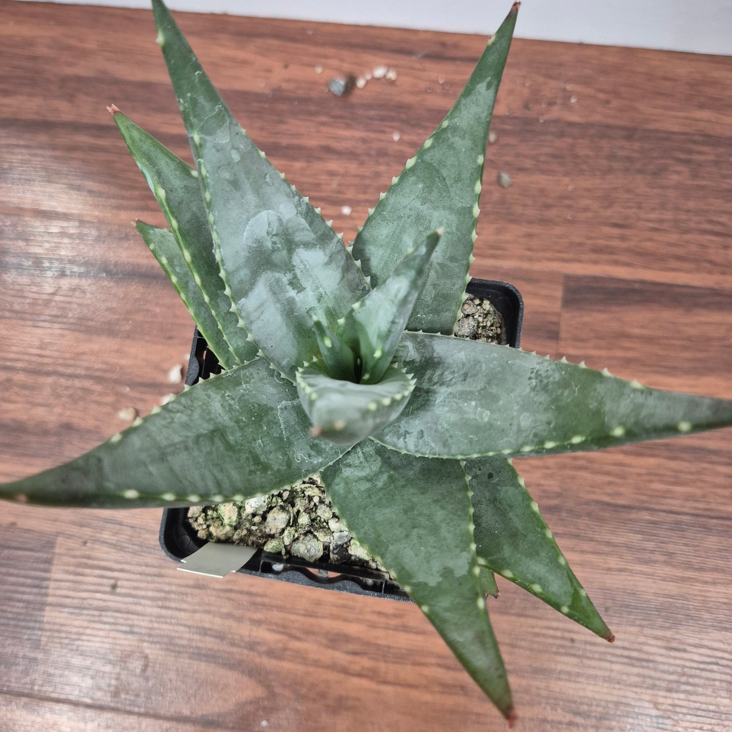 Aloe meyeri (#39) Live Succulent in 4 Inch - Exact Plant