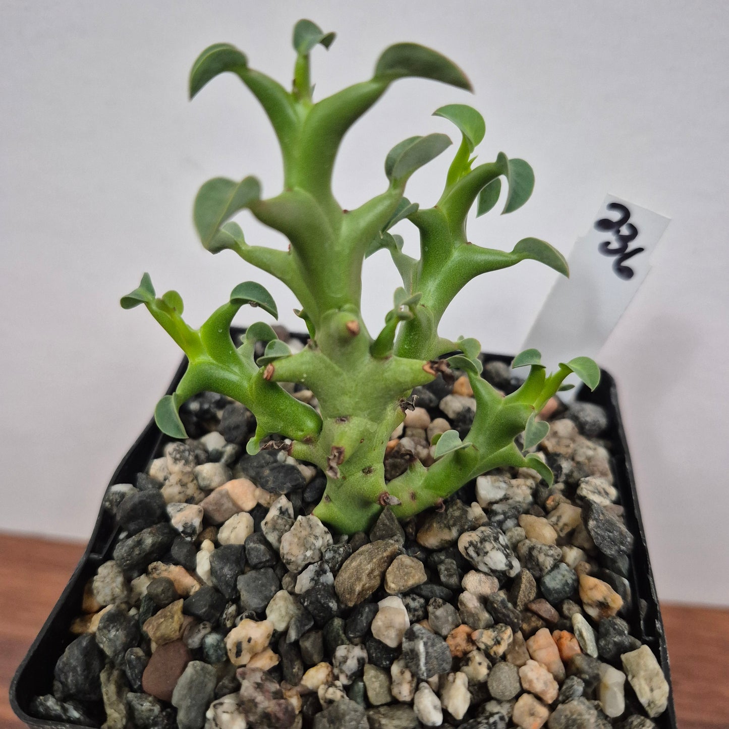 Euphorbia hamata (#236) Live Succulent in 4 Inch - Exact Plant