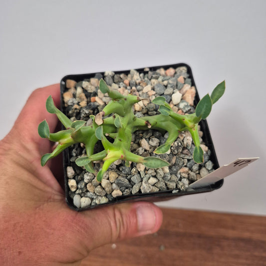 Euphorbia hamata (#47) Live Succulent in 4 Inch - Exact Plant