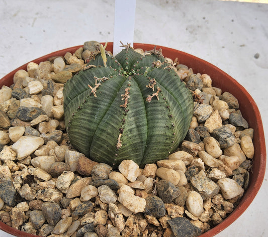 A green ribbed succulent in a terracotta-colored plastic pot filled with small white and gray pebbles, photographed from above on a light surface.
Euphorbia meloformis | Melon Spurge | South African Succulent | Collector Euphorbia in 6 Inch